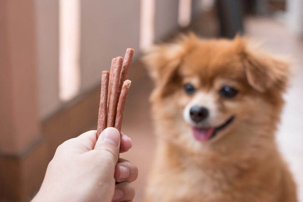 dog sticks