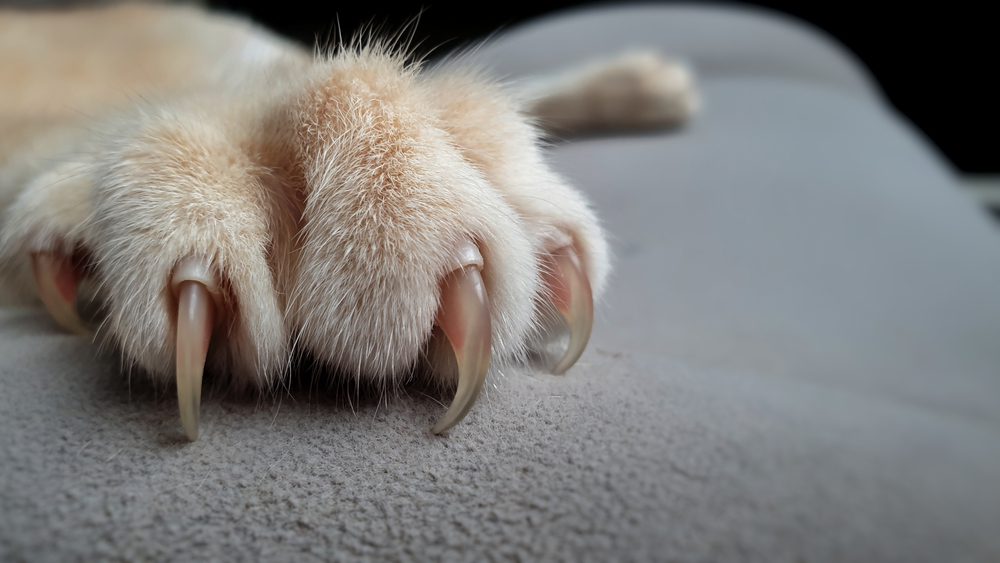 cat claws