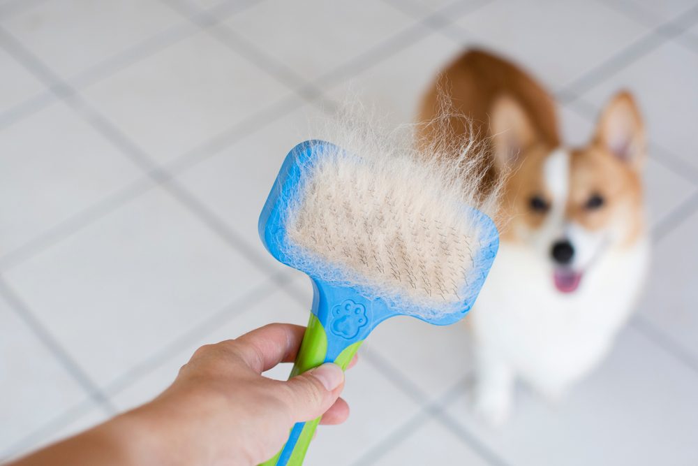 reasons why your dog sheds