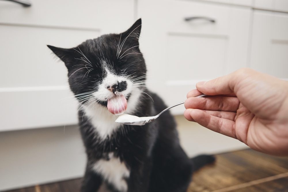 dangerous foods for cats