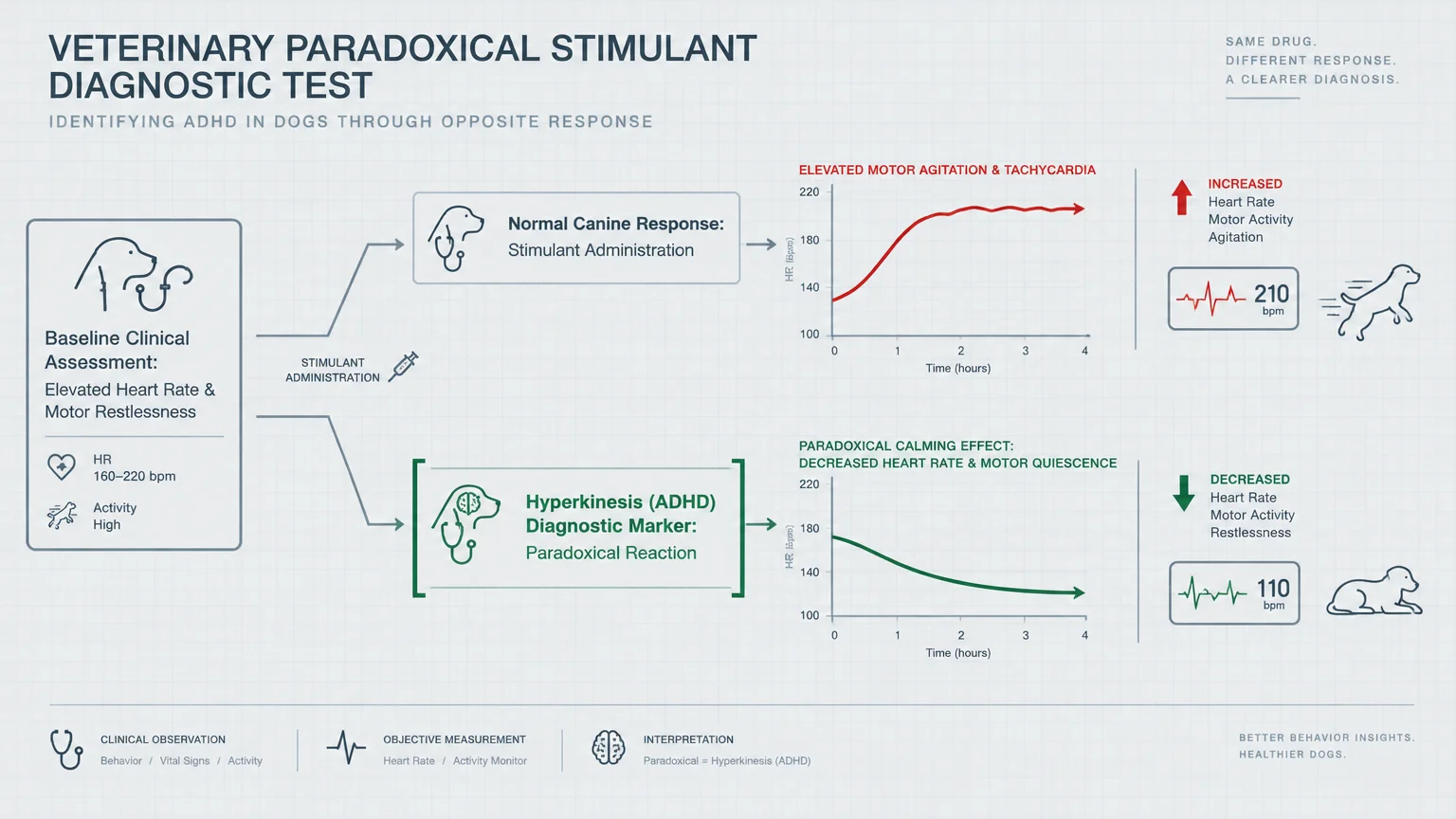 Diagram comparing heart rate and activity line graphs for normal versus ADHD dogs after stimulant administration.