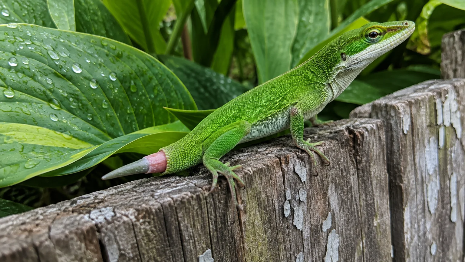 A bright green anole perches on a weathered wooden fence, showing a short, newly regenerating pinkish tail tip.