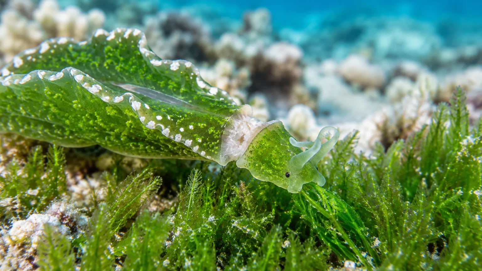 A bright green sea slug on algae with its head partially separating from its main body underwater.